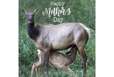 Mother's Day in the PA Wilds