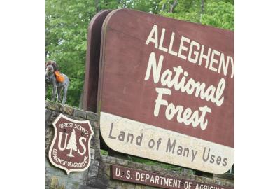 Allegheny National Forest and Surrounds