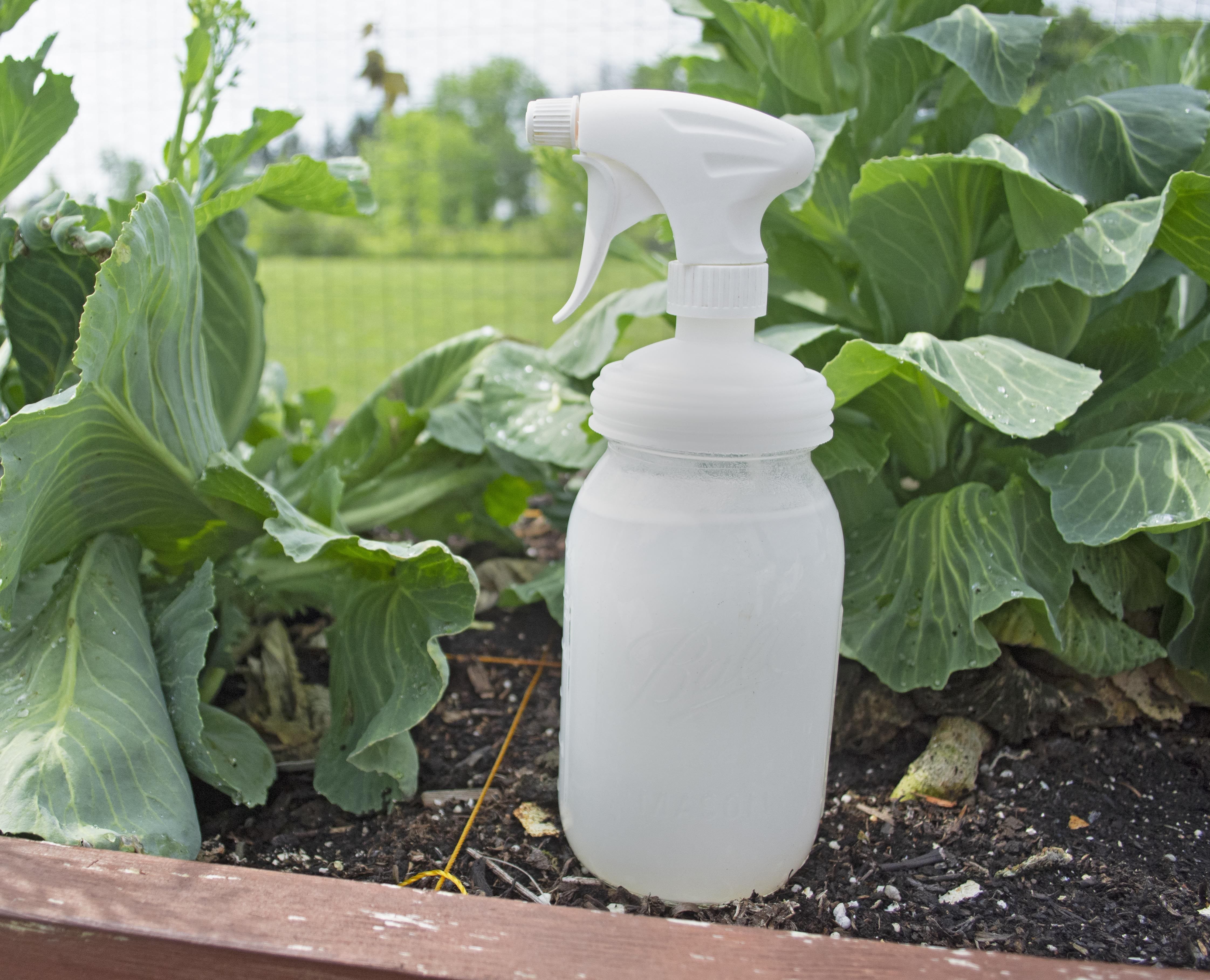 Control and Eliminate Powdery Mildew in your Garden how to.