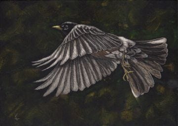 "Sign of Good Things to Come" (robin), 5x7" Original Scratchboard Framed Art