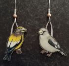 Evening Grosbeak