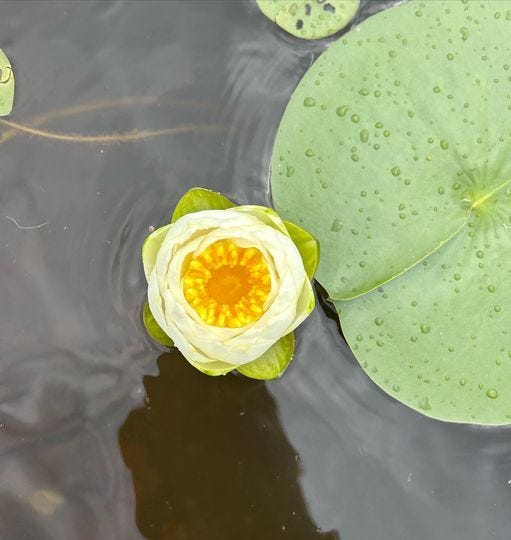 Hidden beauty in the PA Wilds story.