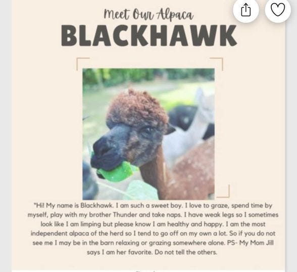 Raising Alpacas in the PA WIlds story.
