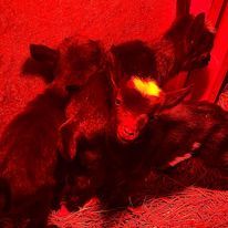 Birth on our homestead story.