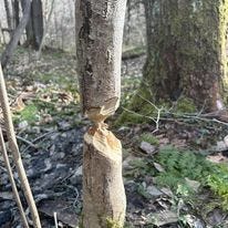 Beavers in the PA Wilds story.