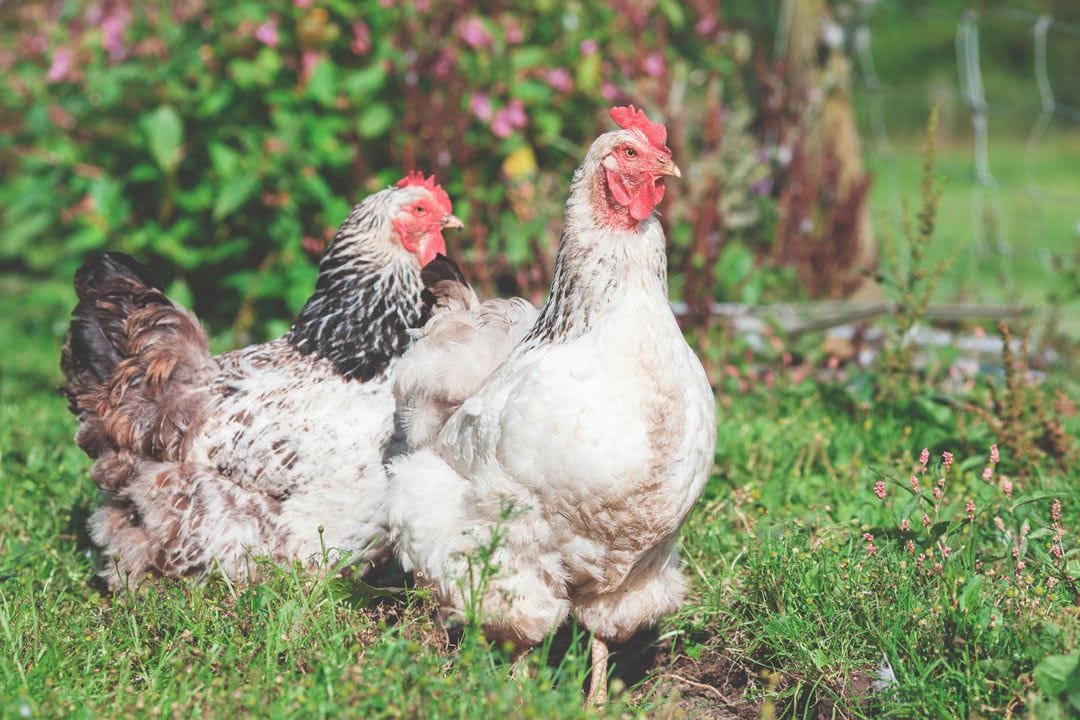 Backyard Chicken Care 101: Raising Happy, Healthy Chickens story.