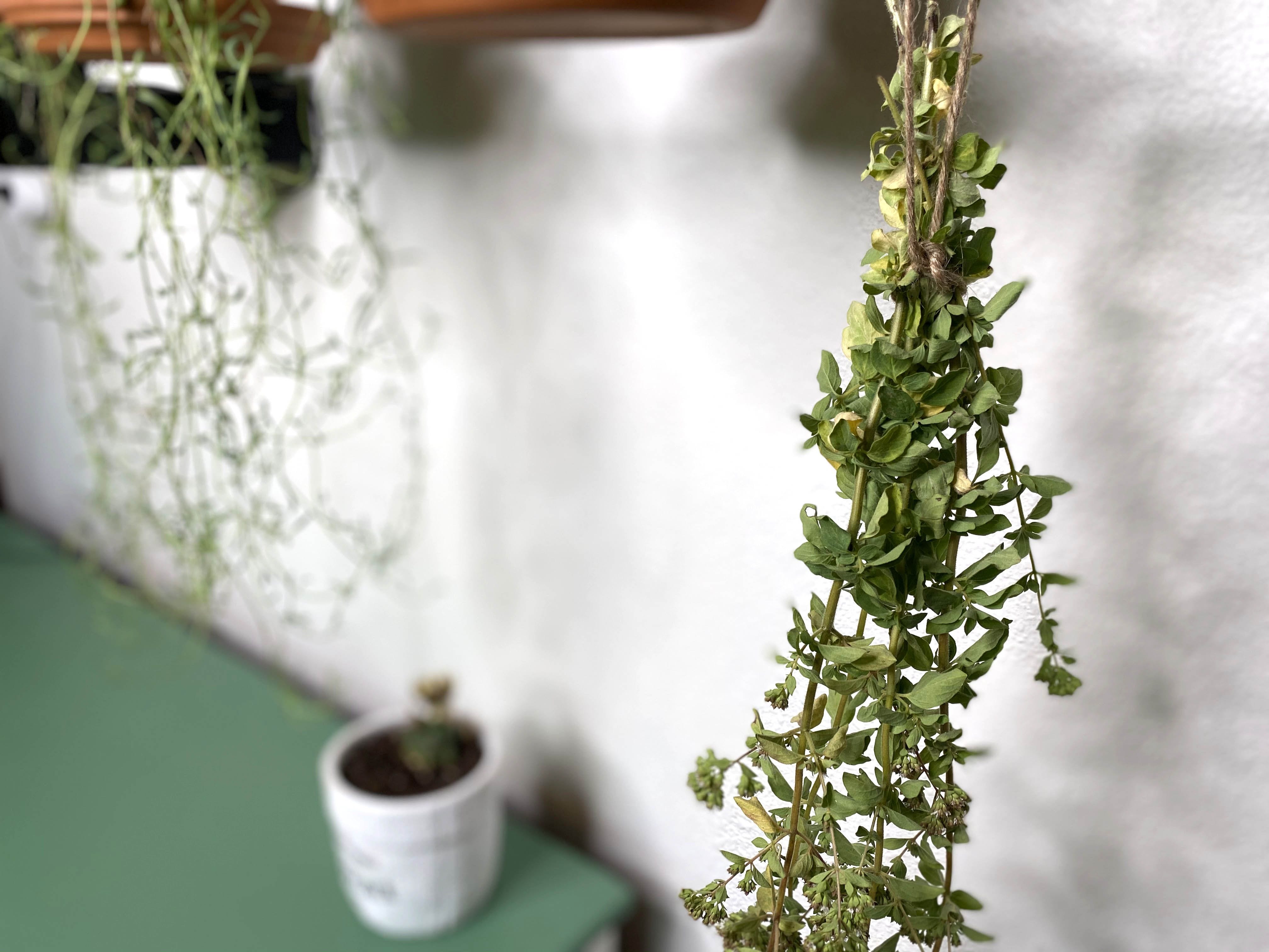 3 Ways to Dry Herbs how to.