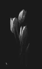 "Worthiness" (tulips), 10x6.5" Original Scratchboard Framed Art