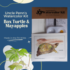 Box Turtle & Mayapples Uncle Penn's Watercolor Kit, Case of 6