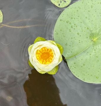 Hidden beauty in the PA Wilds
