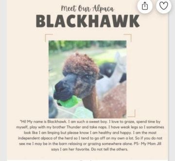 Raising Alpacas in the PA WIlds