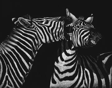 "I Said" (zebras), 11x14" Original Scratchboard Framed Art