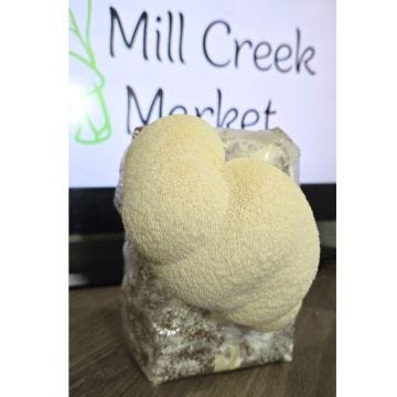 At Home Lion's Mane Mushroom Grow Kit