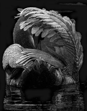 "Aspire to Do Greater Things" (mute swan), 14x11" Original Scratchboard Framed Art