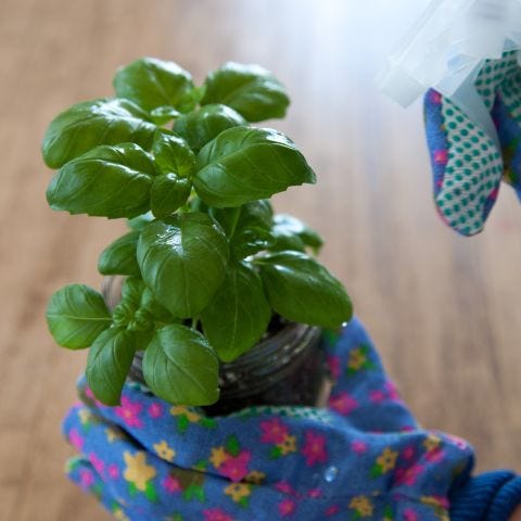 DIY Herb Care Kit: Grow basil, thyme, and rosemary in Mason Jars