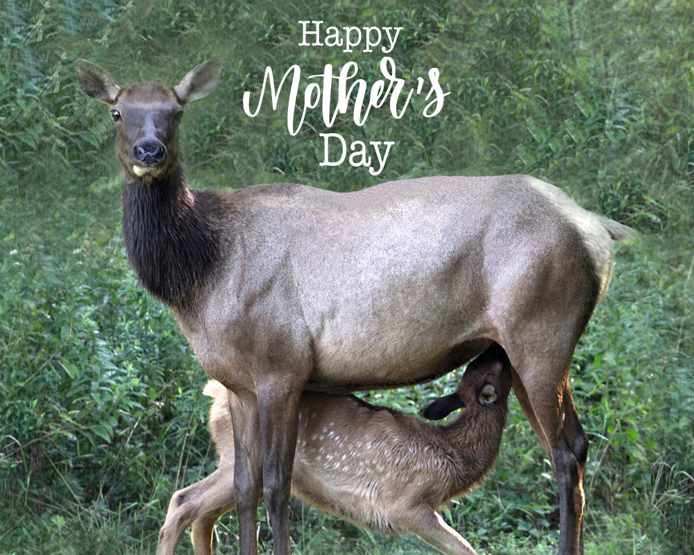 Products Mom will love from the PA Wilds Marketplace
